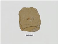 藏品(白堊紀昆蟲化石)的圖片